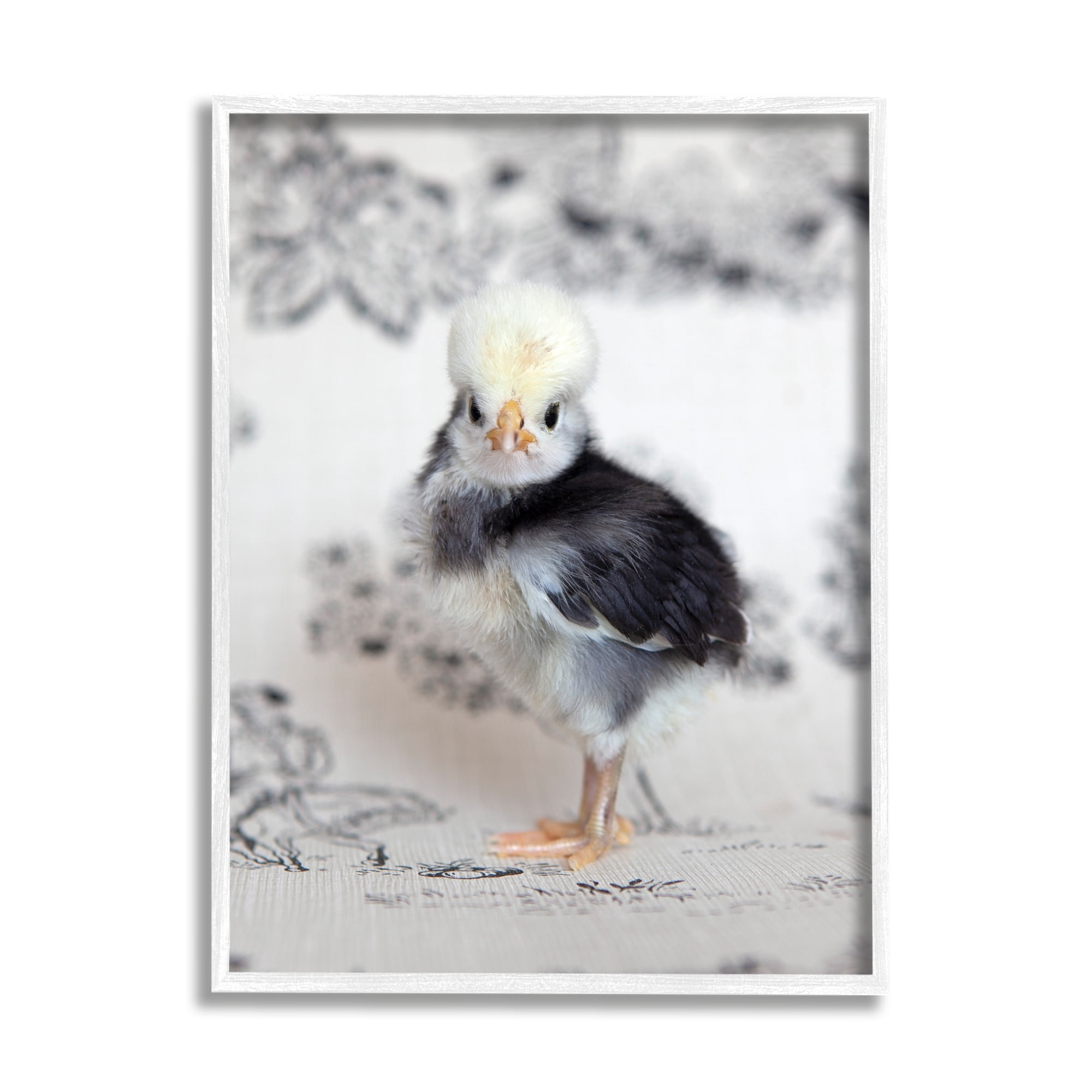 Stupell Industries Calm Baby Bird Chick Gazing Close-Up Photography Pattern Photograph White Framed Art Print Wall Art, Design by Tania Soderman