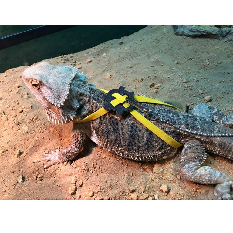 Tortoise leash hot sale