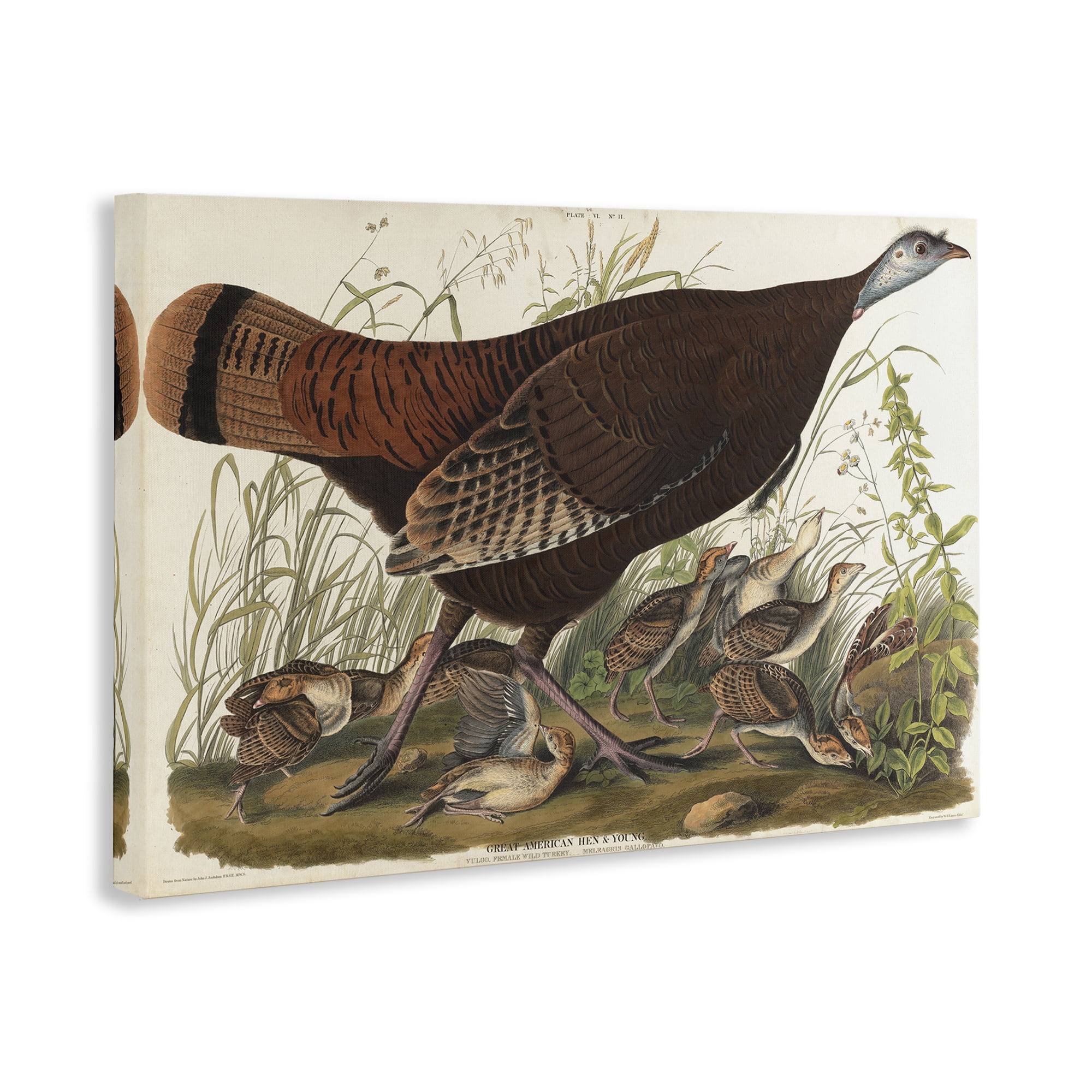Stupell Industries Classic Great American Hen Animals Painting Wrapped Canvas Art Print Wall Art, 30 x 20