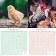 thumbnail image 2 of MegaCalendars 2026-2027 Chickens Wall Calendar, 12x12 Bonus Month Homestead Poultry Edition, Made in USA, 2 of 8