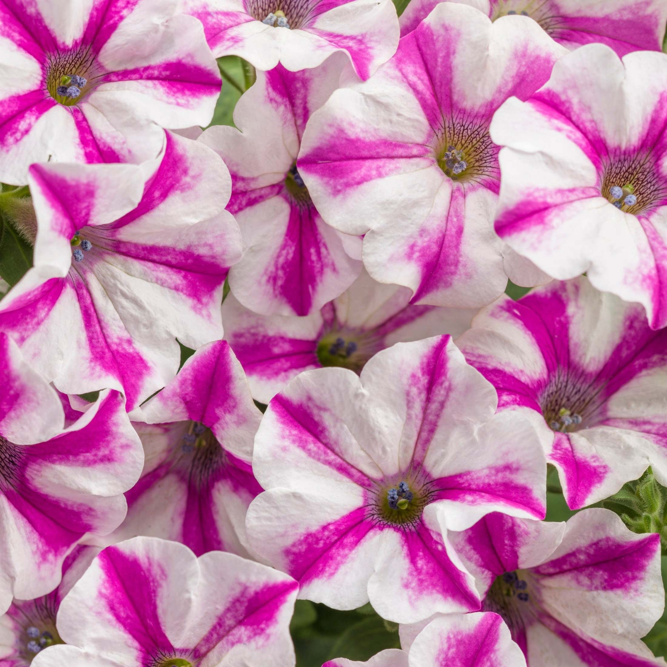 Proven Winners 4" Pink Supertunia Lovie Dovie Petunia Live Plant in 4.25" Pot (4 Count)
