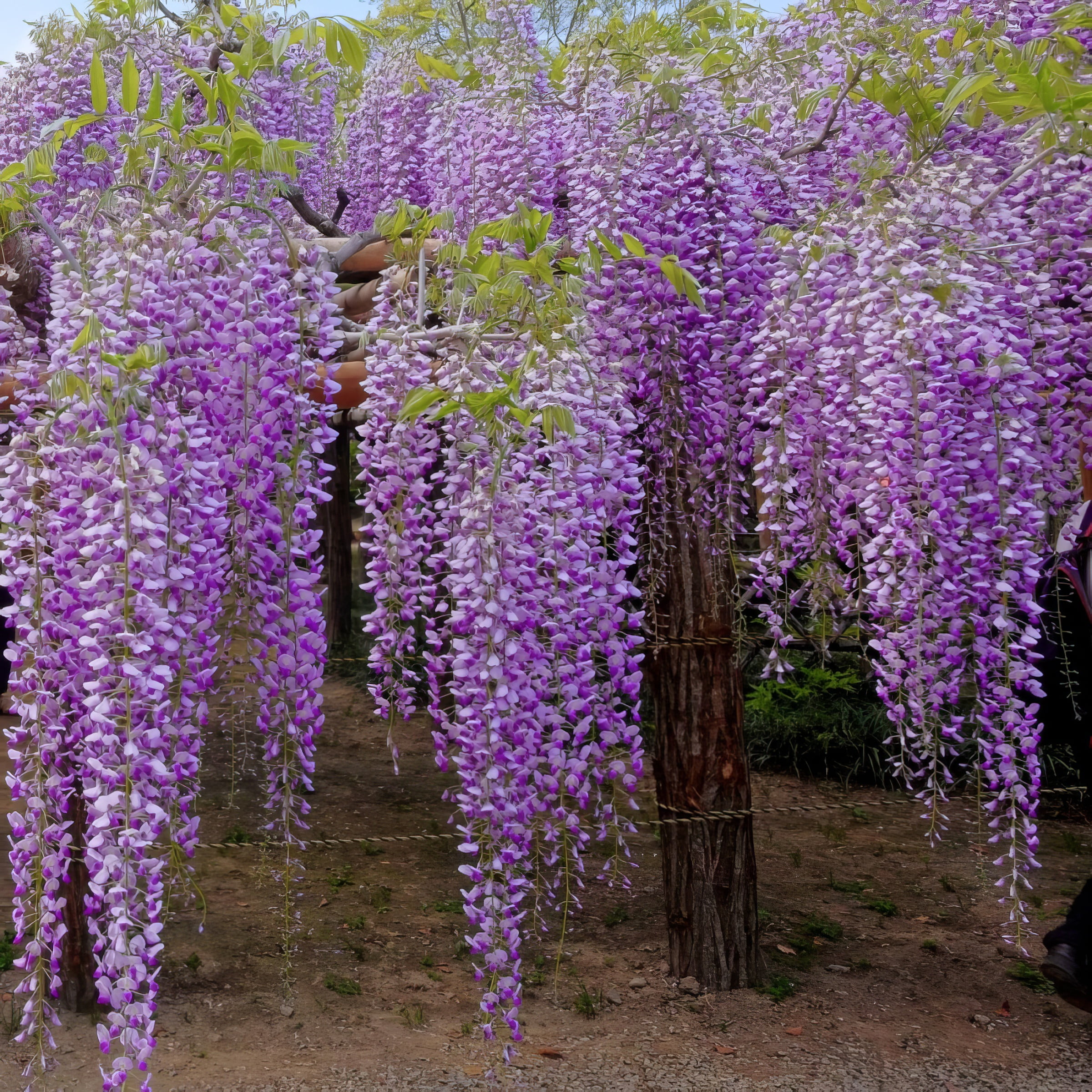 National Plant Network Live Perennial 1 gal Wisteria 'Amethyst Falls' with Full Sunlight
