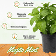 thumbnail image 2 of Mojito Mint Plant Live, Fragrant Mint Plant, 5-8 Inch Tall,  Fast Growing for Spring Planting, Indoor Outdoor Gardening, Cold Hardy, 2 of 5