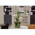 thumbnail image 7 of 29.5" White Orchid Arrangement in a Glass Vase| Real Touch White Moth Phalaenopsis Orchids by Fiori Sempre, 7 of 7