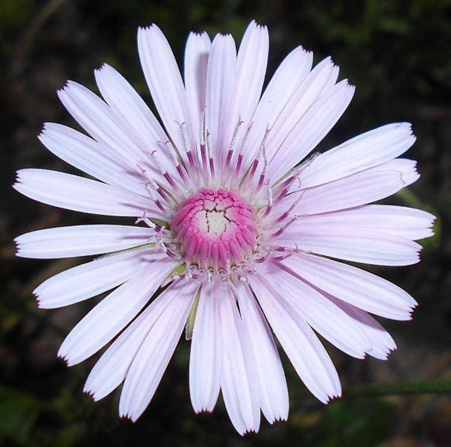 25 PINK HAWKSBEARD Crepis Rubra Flower Seeds Everlasting Daisy Two Tone Double - image 5 of 6