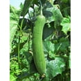 thumbnail image 2 of TomorrowSeeds - Tri Leaf Smooth Luffa Gourd Seeds - 30+ Count - For 2026 Planting Smooth Medium Wide, 2 of 9