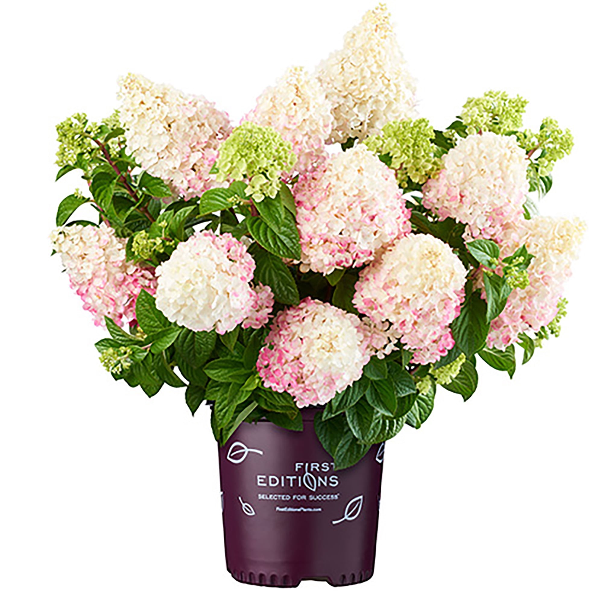 Image of Strawberry hydrangea image 3