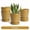 Desert Ochre, variant on EFISPSS 5 inch White Ceramic Plant Pots with Drainage Holes and Tray, 4-Pack Indoor Flower Pots for Herbs, Cactus, Home & Office Decor