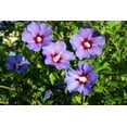 thumbnail image 3 of 50 Mixed Colors ROSE Of SHARON HIBISCUS Syriacus Flower Tree Bush Seeds Mix, 3 of 11