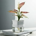 thumbnail image 4 of SLYNSHome Self Watering Planter Pots for Indoor Plants - Automatic Water - for Succulents/Violets/Ivy at Home Garden Office Balcony Tabletop (White), 4 of 5