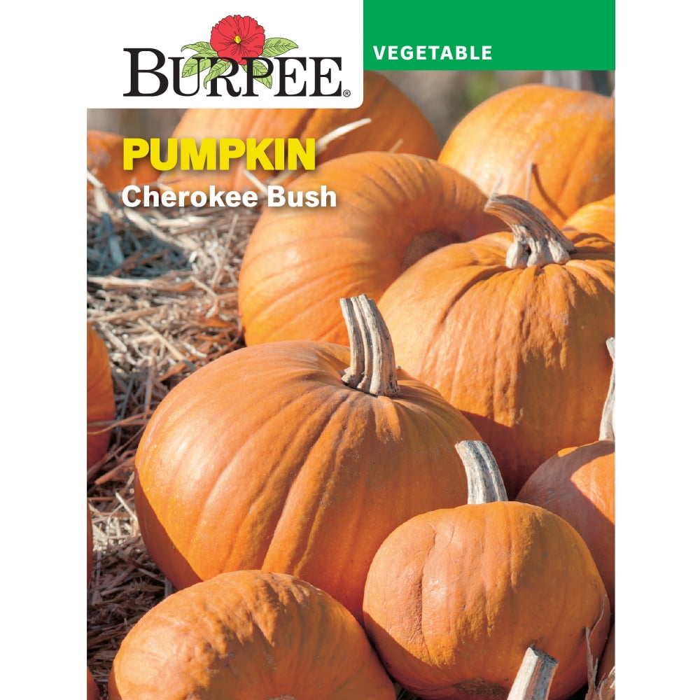 Burpee Cherokee Bush Pumpkin Vegetable Seed, 1pack