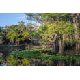 thumbnail image 2 of Jones, Adam 18x13 Black Ornate Wood Framed with Double Matting Museum Art Print Titled - Early spring view of cypress trees reflecting on blackwater area of St Johns River-central Florida, 2 of 4