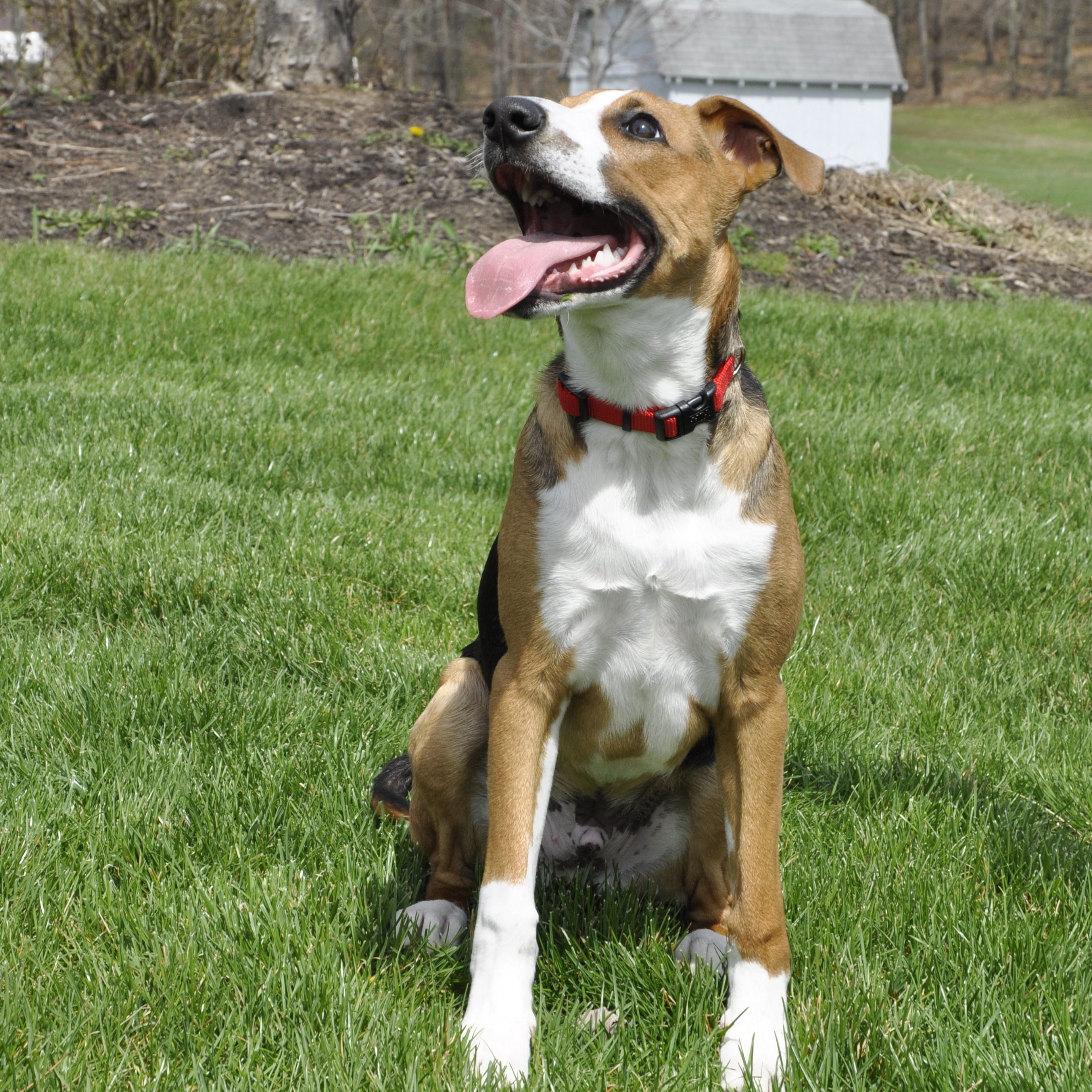 Pet Attire by Coastal Medium 12-18" Red Adjustable Buckle Dog Collar, Medium Adjustable Collar