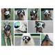 thumbnail image 5 of Gafas para mascotas Gafas para perros Máscara para mascotas, 5 of 5