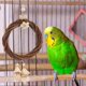 thumbnail image 4 of Parrot Toys Natural Wooden Parrot Toy for Beak Grinding 1 Piece, 4 of 4