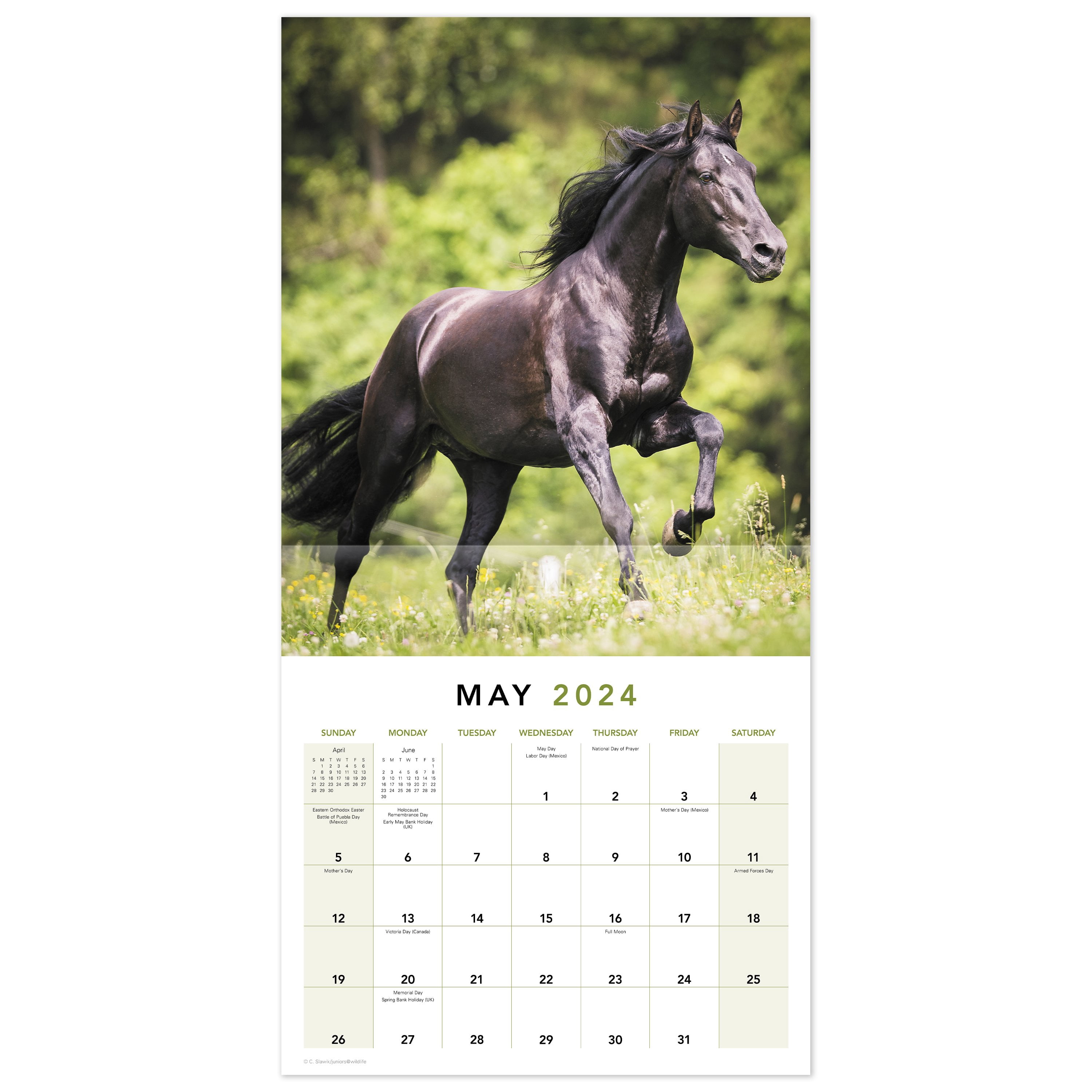 Horses 2024 Monthly Wall Calendar 12 x 12 - Wall Calendars