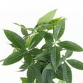 thumbnail image 3 of United Nursery Live Money Tree Houseplant 12-14in Tall in 6 inch Premium Ecopots Pure White, 3 of 6