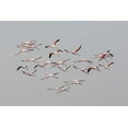 thumbnail image 2 of Rublina, Natalia 18x13 White Modern Wood Framed Museum Art Print Titled - Greater Flamingos In Flight, 2 of 4