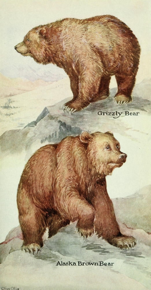 North American Mamm