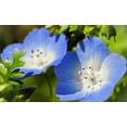 thumbnail image 3 of TomorrowSeeds - Baby Blue Eyes Seeds - 6000+ Count - For 2026 Planting Nemophila Menziesii Sky Blue, 3 of 9