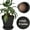 Black, variant on 8 Inch Clay Pot for Plant with Saucer - 2 Pack Large Terra Cotta Plant Pot with Drainage Hole, Clay Planters Pot, Terracotta Pot for Indoor Outdoor Plant
