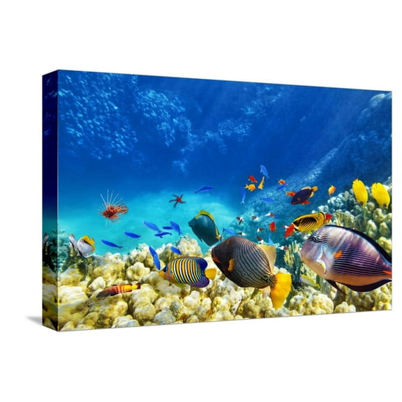 Art.com Wonderful and Beautiful Underwater World with Corals and Tropical Fish. Stretched Canvas Print Wall Art by Brian Kinney, 18" x 12"