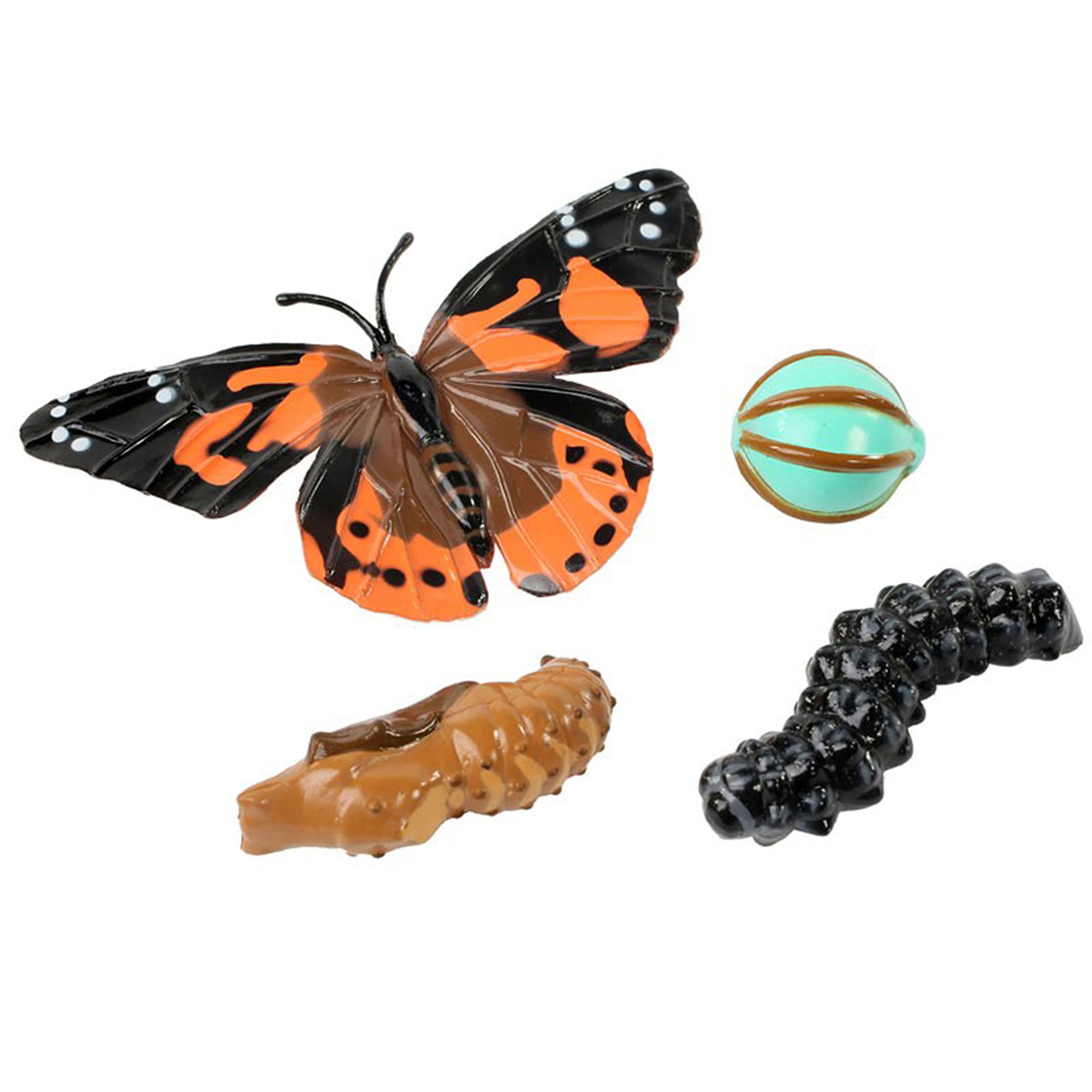 Insect Lore Ilp4760 Butterfly Life Cycle Stages for sale online 
