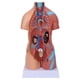 thumbnail image 4 of Modelo de torso humano extraíble, modelo educativo de anatomía cerebral para enseñanza, escuela, hospital, 17,7 pulgadas, 4 of 14