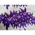 thumbnail image 4 of oneOone Cotton Poplin Fabric Flower Artistic Fabric Prints By Yard 42 Inch Wide, 4 of 4