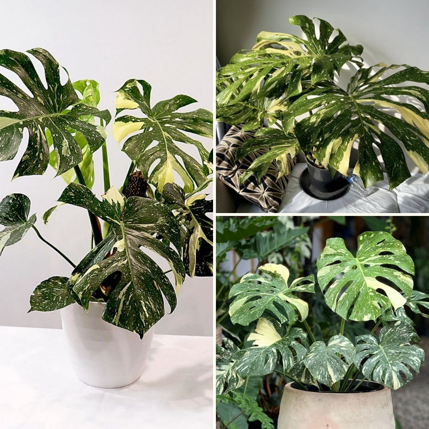 Thai Monstera Live Plant, Indoor Tropical Houseplant, 4-6 Inch Variegated Monstera Plant for Living Space