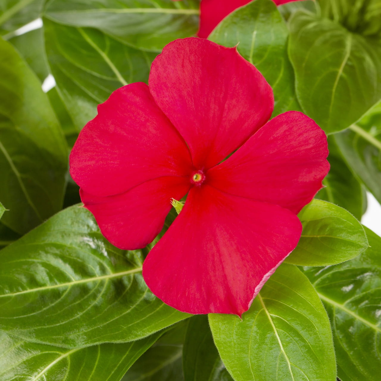Expert Gardener 2QT Red Vinca Live Annual Plant Sun 3-Pack