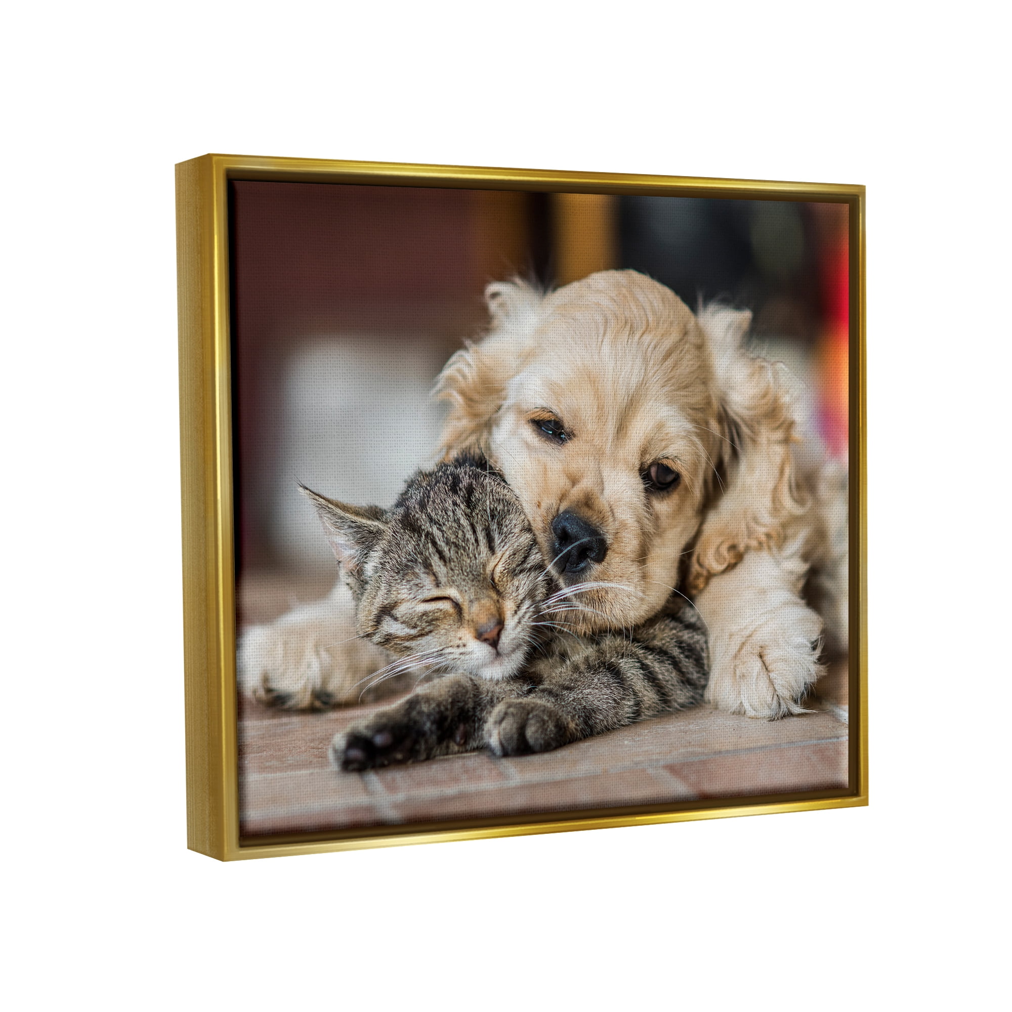 Stupell Industries Cat & Puppy Cuddling Animals & Insects Photography Gold Floater Framed Canvas Art Print Wall Art, 21 x 17