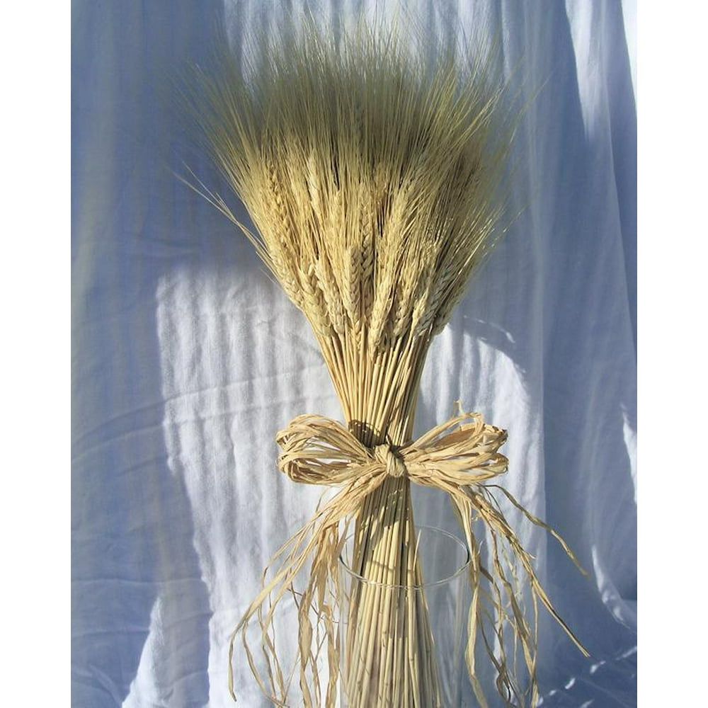 Wheat Stalks Bundle 8oz blond 4060 stems Decorative Wheat Bundles