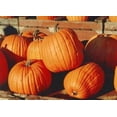 thumbnail image 3 of 50 JACK O LANTERN PUMPKIN Cucurbita Maxima Vegetable Seeds, 3 of 5