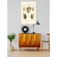 thumbnail image 2 of Strombe Shells Poster - Denis Diderot Designs,, 2 of 3