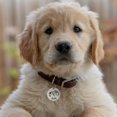 thumbnail image 2 of Personalized Pet ID Tags, Customizable Stainless Steel Dog and Cat Tags with Multiple Designs, Pet ID Name Dog Tags, Cat Collar Accessories Gifts for Pet Lovers, 2 of 8