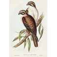 thumbnail image 2 of Gould, John 23x32 Black Ornate Wood Framed with Double Matting Museum Art Print Titled - Western Brown Hawk-Ieracidea occidentalis, 2 of 4