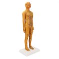 thumbnail image 4 of Modelo de acupuntura del cuerpo humano, modelo femenino de acupuntura de 20,9 pulgadas Modelo femenino de acupuntura china Modelo de acupuntura humana Respuesta rápida, 4 of 5