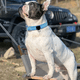 thumbnail image 4 of Collar para Perros Ancho Bungee con Asa - Perros y Collares para Perros Extra Suaves para Perros Medianos, 4 of 5