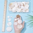 thumbnail image 3 of 100 Pcs Flat Round Shell Charms 6 Sizes Natural Freshwater Sea Shell Charms Seashell Color Round Pendants, 3 of 6