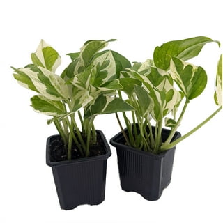 Epipremnum Pinnatum Yellow Flame, Furniture & Home Living, Gardening,  Plants & Seeds on Carousell