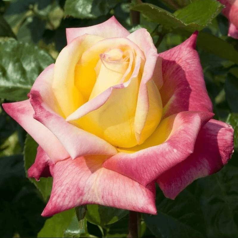 Love Peace Rose Plant Live, Fragrant Hybrid Tea Rose Flowers Well Rooted Plant for Planting Indoor Outdoor, 4 to 8 Inch Tall, Ship No Pot
