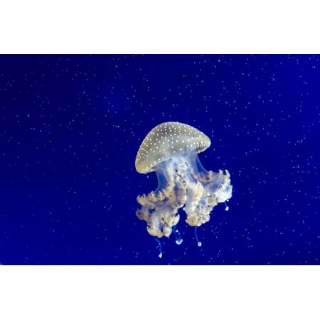 Canvas Print Underwater Sea Water Jellyfish Sting Tentacles Stretched Canvas 10 x