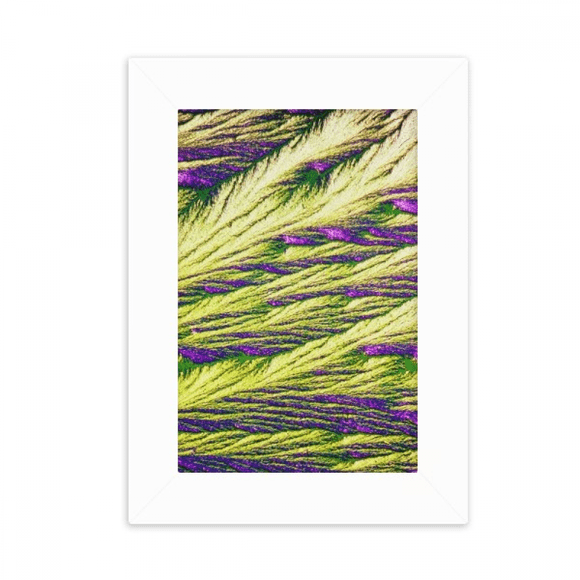 Reeds Cluster Feather Colour Wallpaper Desktop Photo Frame Picture Display Decoration Art Painting