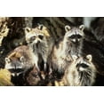 thumbnail image 2 of Williams, Joanne 32x23 Gold Ornate Wood Framed with Double Matting Museum Art Print Titled - Florida, Silver Springs Raccoon family portrait, 2 of 4
