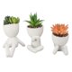 thumbnail image 1 of 3PCS Set Artificial Potted Succulents Plant Mini Table Shelf Decor Faux Succulents Plant for Home White, 1 of 4