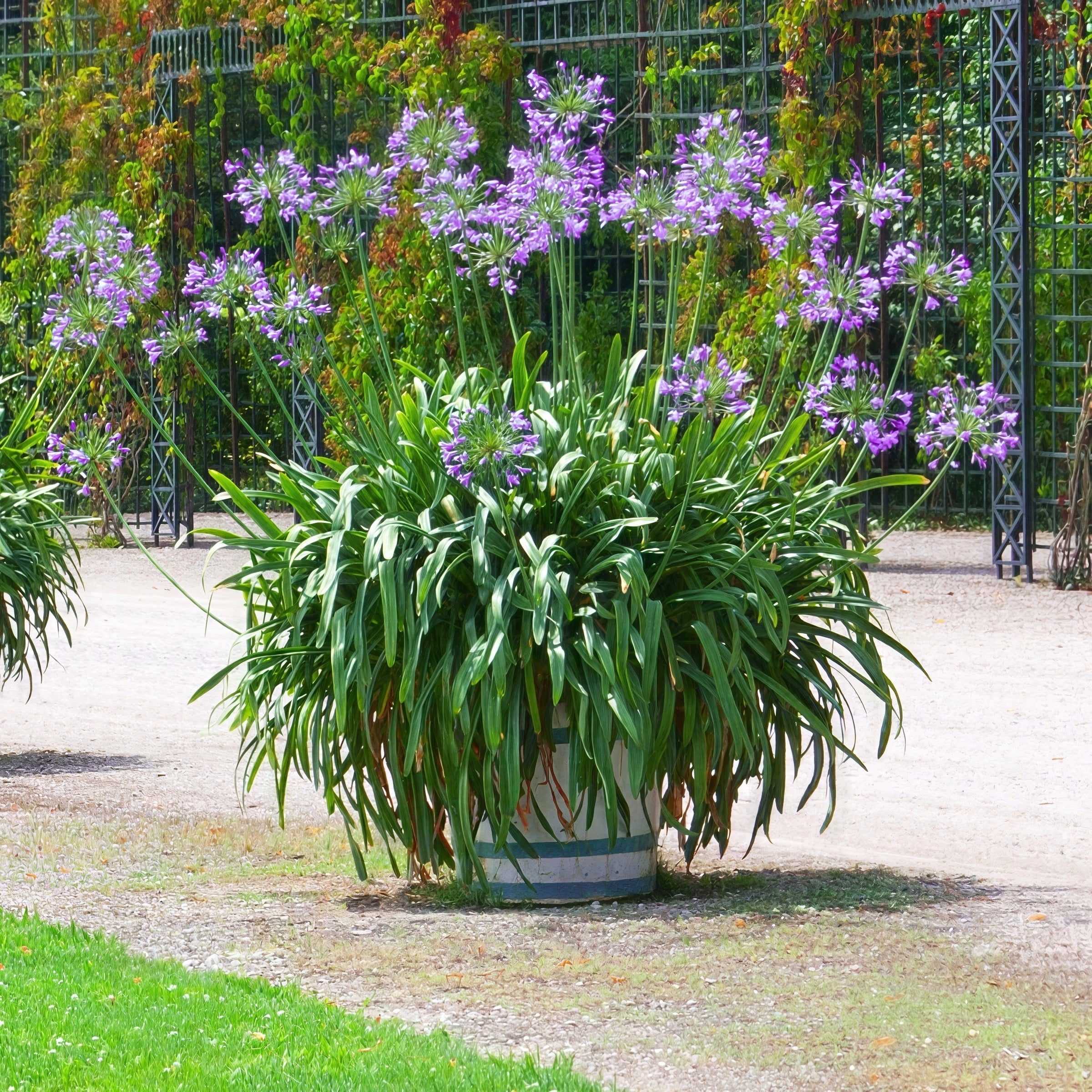 National Plant Network 1 gal. Agapanthus Ever Amethyst Live Perennial Plant
