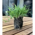 thumbnail image 4 of Bermuda Grass Plug Tray | EZ Plug 50 Grass Plugs Per Tray, 4 of 7