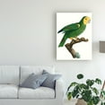 thumbnail image 3 of Trademark Fine Art 'Parrot of the Tropics IV' Canvas Art by Barraband, 3 of 4