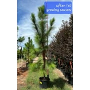 15 loblolly pine tree seedlings/ Saplings Bareroot FAST GROWING